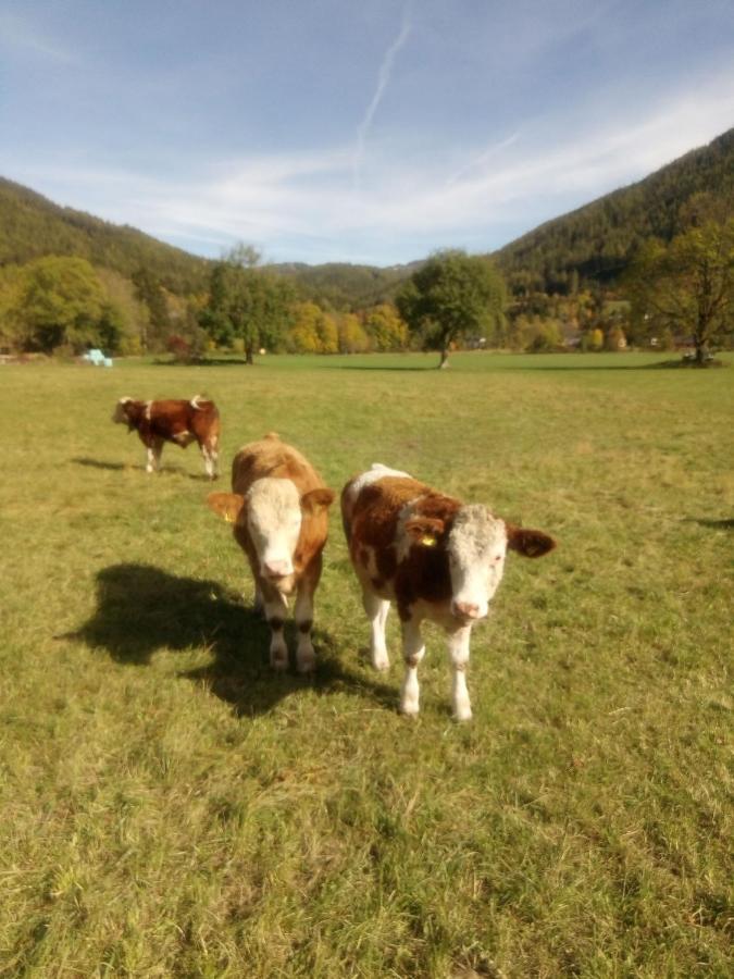 Haus Bergblick Fruehstueckspension Oberort Esterno foto